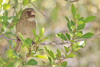 Crithagra leucoptera